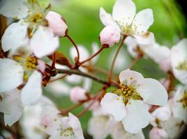 Cherry flowers branch on the tree close up macro photo