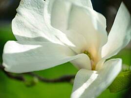 Beautiful blossoming magnolia flower macro top view photo