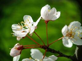 Blossom cherry flowers branch on the tree close up macro photo