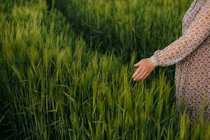 Hand and green wheat field photo