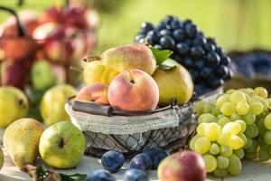 maduro frutas en el mesa en el jardín. Fresco duraznos y peras en un cesta rodeado por un variedad de jardín frutas foto