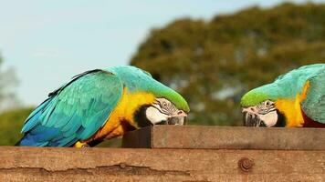 adulte bleu et jaune ara de le espèce ara Ararauna video