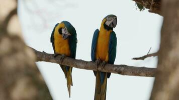 Adult Blue and yellow Macaw video