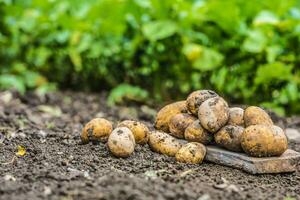 Fresh potatoes which are free lying on the soil. photo