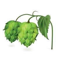 Realistic Detailed 3d Green Branch of Hops. Vector