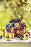 Assortment of fresh fruits on a garden table in a wire basket photo