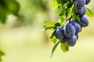 Fresco azul ciruelas en un rama en jardín foto