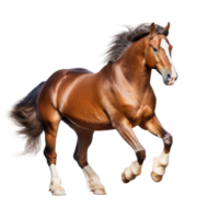 Brown horse run gallop isolated png