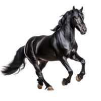 Black horse run gallop isolated png