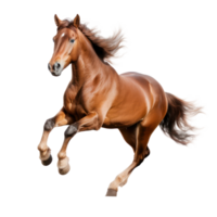Brown horse run gallop isolated png