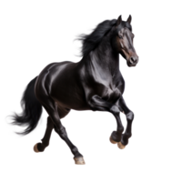 Preto cavalo corre galope isolado png