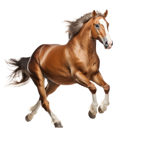 Brown horse run gallop isolated png