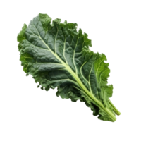 Green kale leaves isolated png