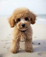 Cute puppy of a beige mini poodle on the sea beach. photo