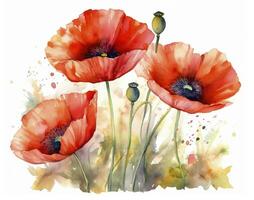 Watercolor illustration red poppy flowers on a white background. photo