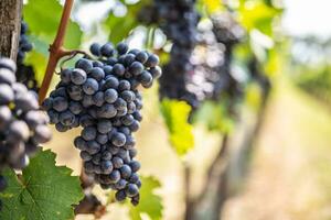 Bunch of dark grapes hanging on vines inside the vineyard photo