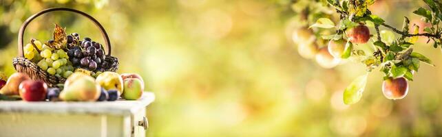 Blue and white grapes in a wooden basket on a wooden table, along with other fruits. Panoramic banner of a branch of an apple-tree with apples photo