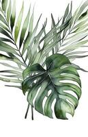 Watercolor illustration of a bouquet of tropical leaves on a white background. photo