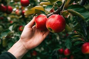 Red apple picking - AI Generative photo