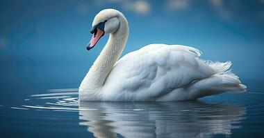 blanco cisne nadando en el agua - ai generativo foto