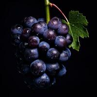 Fresh grapes isolated photo