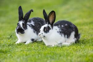 Rabbit. Cute rabbit bunny on the lawn in the garden photo
