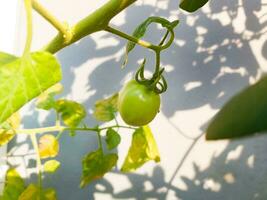 fresh tomato fruit plants that are still small and green in color photo