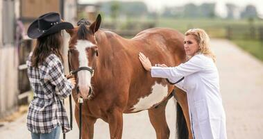 Female vet checks the horse with a stethoscope, listening to the owner that holds the horse photo