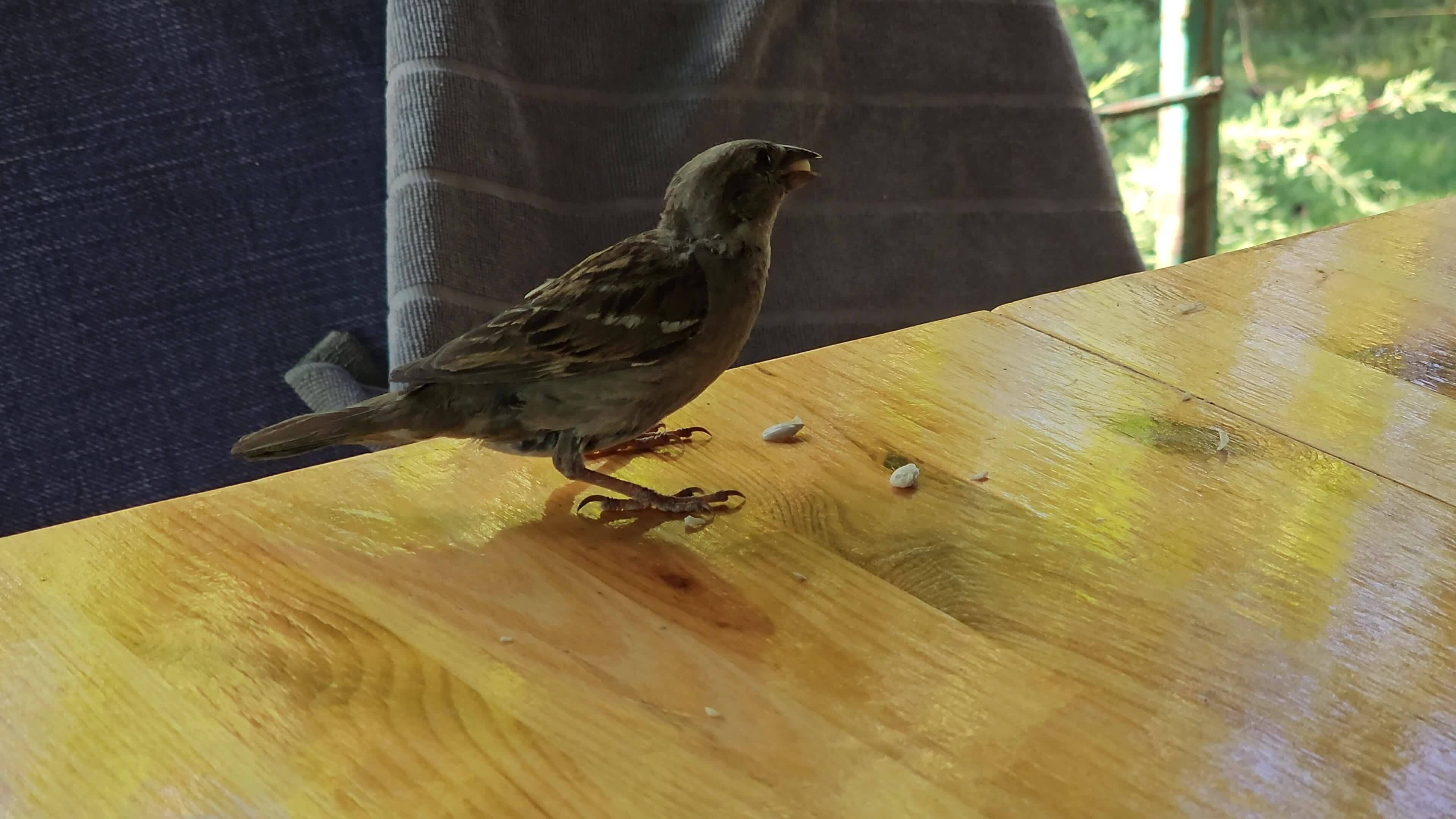 Sparrow eats bread crumbs and seeds from the table. Closeup. 27549073
