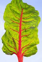 Leaf of swiss chard backlit on a sunny morning photo