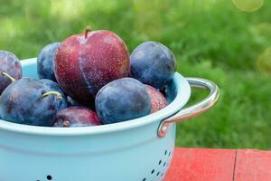 Fresh Picked Plums in a Colander Outside photo