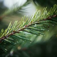 spruce branch with dew drops close-up, shallow depth of field photo