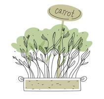 Carrot microgreens box doodle vector illustration