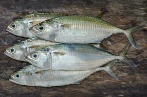 Fresh Sport-Bodied Mackerel Fish for Cooking photo