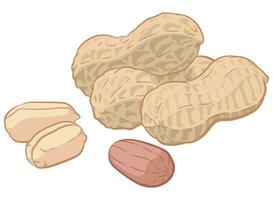 Peanuts Seed Groundnuts Pod Shell Cartoon vector