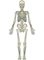 humano cuerpo huesos anatomía esqueleto modelo vector