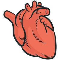 humano corazón Organo cardiovascular cuerpo partes vector