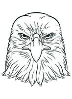 Sketch American Eagle Predator Bird Face vector