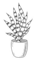 BLACK VECTOR ISOLATED ON A WHITE BACKGROUND DOODLE ILLUSTRATION OF A FLOWER OF SANSEVIERIA IN A POT