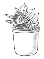 BLACK VECTOR ISOLATED ON A WHITE BACKGROUND DOODLE ILLUSTRATION OF A FLOWER OF TRADESCANTIA IN A POT