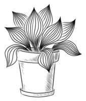 BLACK VECTOR ISOLATED ON A WHITE BACKGROUND DOODLE ILLUSTRATION OF A FLOWER OF EUCHARIS IN A POT