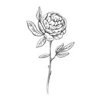 Hand drawn peony, rose sketch.  Monochrome flower doodle. Black and white vintage element. Vector sketch. Detailed retro style.