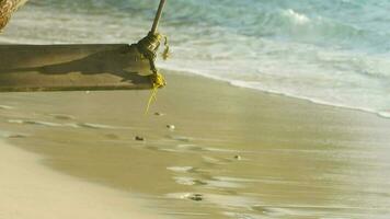 Swing on a palm tree, tropical island. In the background, the waves crash on the shore. Vacation concept on a chic tropical island video