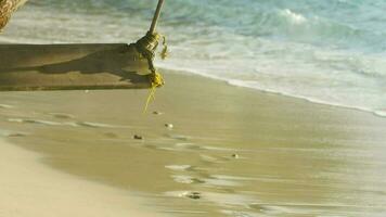 Swing on a palm tree, tropical island. In the background, the waves crash on the shore. Vacation concept on a chic tropical island video