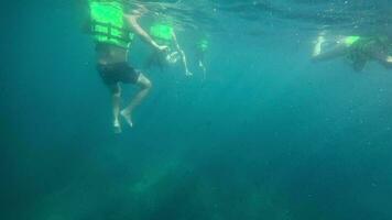 persone snorkeling con molti colorato a strisce oceano selvaggio Pesci, godendo immersione per il barriere nel chiaro acqua. subacqueo metraggio video