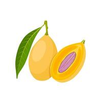 Vector illustration, Ripe Gandaria, also called jatake or kundang, scientific name Bouea macrophylla, isolated on white background.