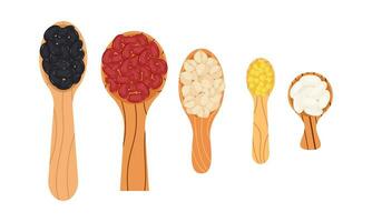 Set of wooden spoons of various sizes with different types of legumes on white background. vector