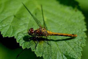 predatory dragon-fly resting on a green leaf on a sunny day photo