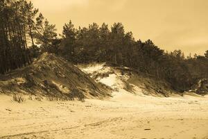 natural playa paisaje desde el báltico mar playa con blanco arena dunas y pino arboles creciente en ellos foto