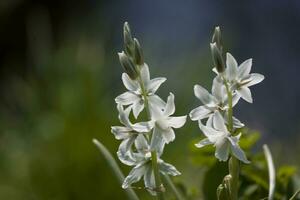 small spring white flowers bells growing in the garden among green grass photo